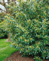 Prunus laurocerasus Herbergii P9 20-  40