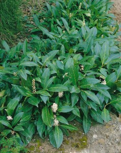 Prunus laurocerasus Herbergii 60-  80 cm