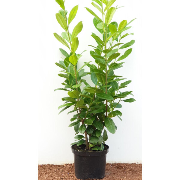 Prunus laurocerasus Novita C 80- 100 cm Pflanzenhöhe