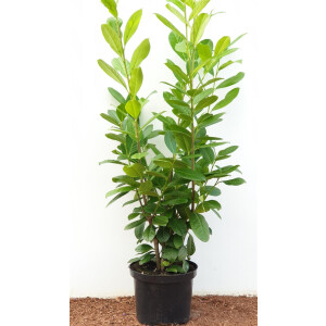 Prunus laurocerasus Novita 80- 100 cm
