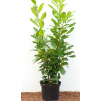 Prunus laurocerasus Novita 80- 100 cm