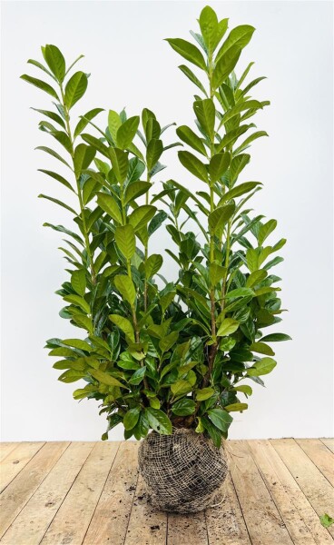 Prunus laurocerasus Novita x Ballenware 100- 120 cm buschige Qualität SONDERAKTION