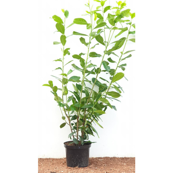 Prunus laurocerasus Novita C 100- 120 cm Pflanzenhöhe