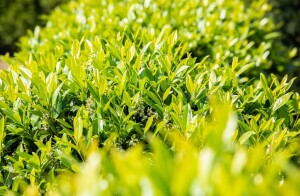 Kirschlorbeer Novita mit glänzenden, grünen Blättern