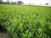 Pflegeleichter Prunus laurocerasus Novita als Heckenpflanze