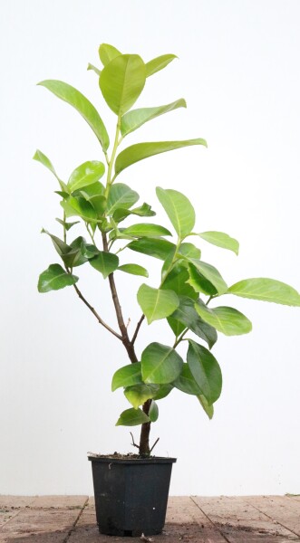 Prunus laurocerasus Rotundifolia 0,5 Liter Topf 40- 60 cm