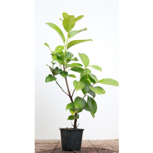 Prunus laurocerasus Rotundifolia 0,5 Liter Topf 40- 60 cm
