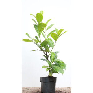 Prunus laurocerasus Rotundifolia 40- 60 cm