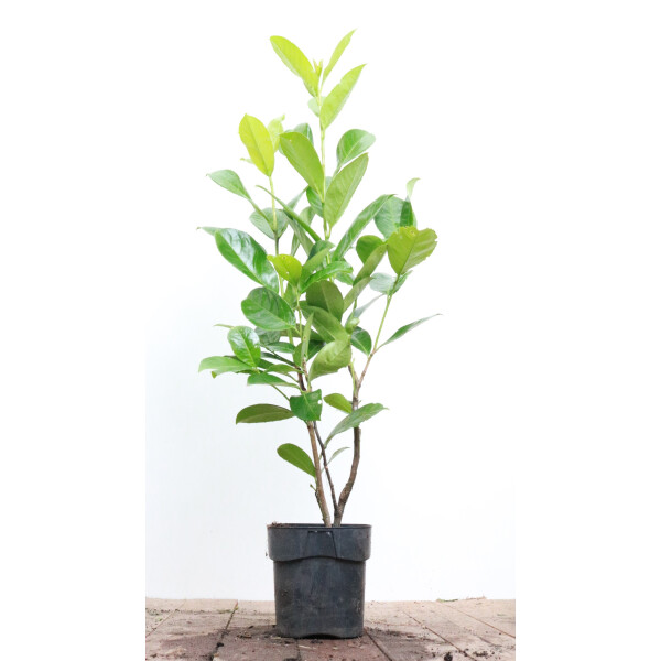 Prunus lauroc.Rotundifolia C 60-  80