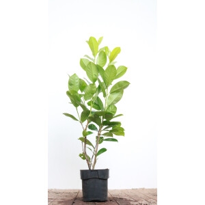 Prunus laurocerasus Rotundifolia 80- 100 cm