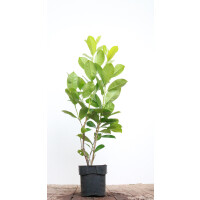 Prunus laurocerasus Rotundifolia 80- 100 cm