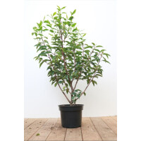 Prunus lusitanica Angustifolia 30- 40 cm