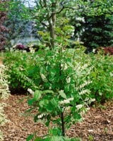 Prunus padus    C3 60- 100