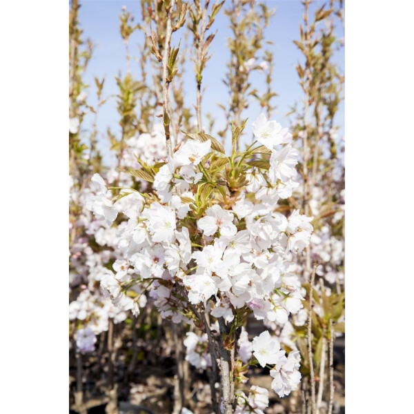 Prunus serrulata Amanogawa           CAC 2 L 40-  60