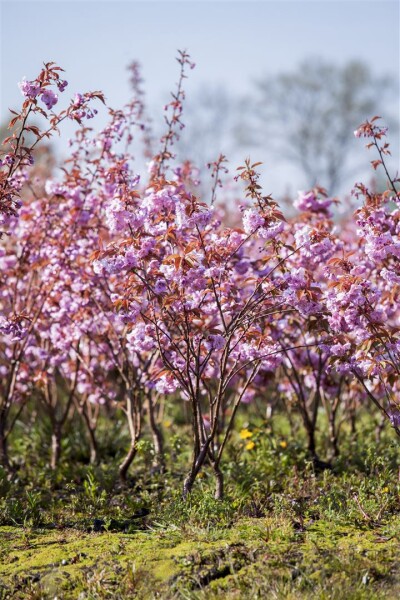 Prunus serrulata Kanzan              CAC 60- 100 cm