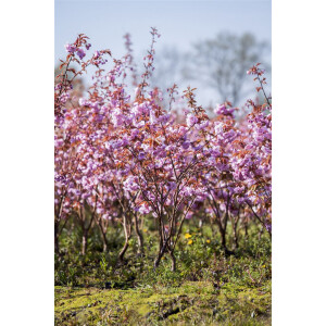 Prunus serrulata Kanzan              CAC 60- 100 cm