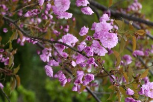 Prunus serrulata Kanzan              CAC 60- 100 cm