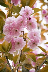 Prunus serrulata Kanzan              CAC 60- 100 cm