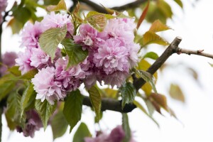 Prunus serrulata Kanzan              CAC 60- 100 cm