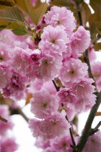 Prunus serrulata Kanzan              CAC 60- 100 cm