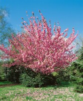 Prunus serrulata Kanzan              CAC 60- 100 cm