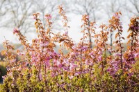 Prunus serrulata Kanzan              CAC 60- 100 cm