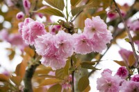 Prunus serrulata Kanzan              CAC 60- 100 cm