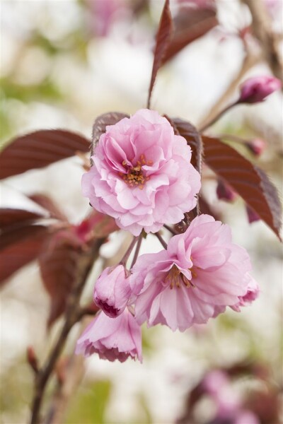 Prunus serrulata Royal Burgundy 40- 60 cm