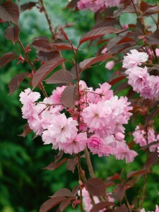 Prunus serrulata Royal Burgundy 40- 60 cm