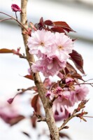 Prunus serrulata Royal Burgundy 40- 60 cm