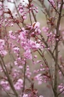 Prunus serrulata Royal Burgundy 40- 60 cm