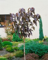 Prunus serrulata Royal Burgundy 40- 60 cm