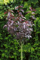 Prunus serrulata Royal Burgundy 40- 60 cm