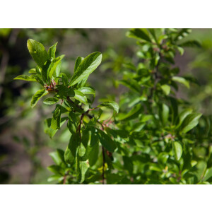 Prunus spinosa                         C 40-  60