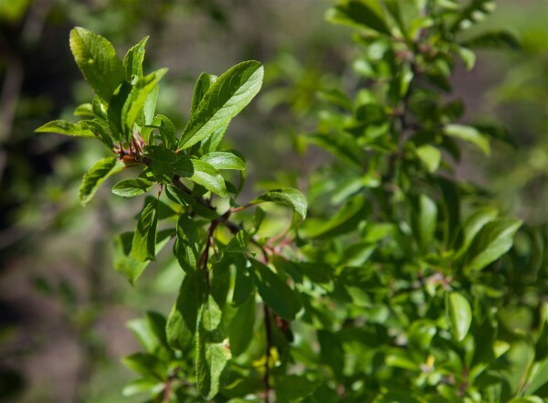 Prunus spinosa                         60- 100 cm