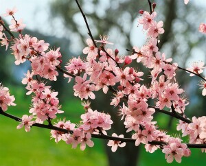 Prunus spinosa                         60- 100 cm