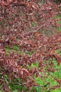 Prunus spinosa                         60- 100 cm