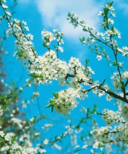 Prunus spinosa                         60- 100 cm