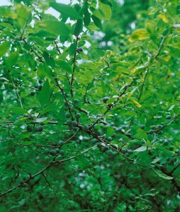 Prunus spinosa                         60- 100 cm