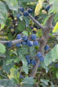 Prunus spinosa                         60- 100 cm