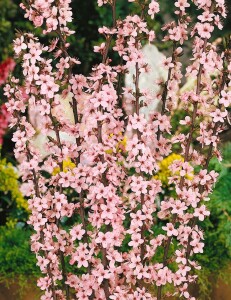 Prunus spinosa                         60- 100 cm