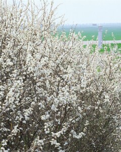 Prunus spinosa                         60- 100 cm