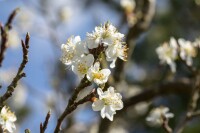 Prunus spinosa                         60- 100 cm