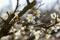 Prunus spinosa                         60- 100 cm