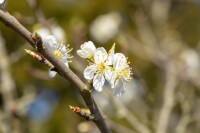 Prunus spinosa                         60- 100 cm