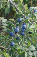 Prunus spinosa                         60- 100 cm