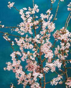 Prunus subhirtella Autumnalis        CAC 5 L 60- 100