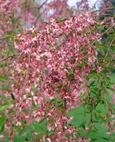 Prunus subhirtella Autumnalis        CAC 5 L 60- 100