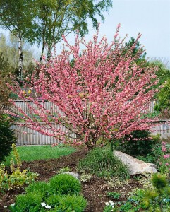 Prunus triloba                         CAC Stammhöhe 80 cm + Krone