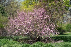 Prunus triloba                         CAC Stammhöhe 80 cm + Krone